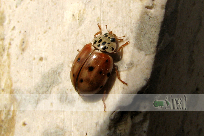 Harmonia quadripunctata con 6 punti: no, Adalia decempunctata